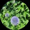chou_fleur
